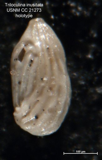 Triloculina inusitata Cushman & Garrett, 1934