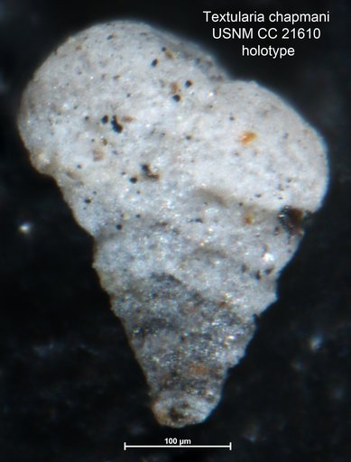 Textularia chapmani Lalicker, 1935