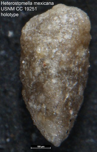 Heterostomella mexicana Cushman, 1936