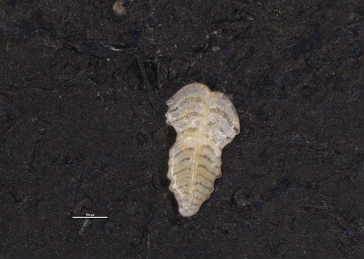Bolivinella margaritacea Cushman, 1929