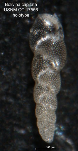 Bolivina capitata Cushman, 1933