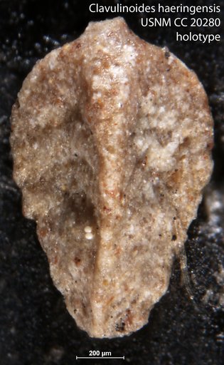 Clavulinoides haeringensis Cushman, 1936