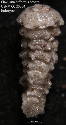 Clavulina difformis var. ornata Cushman, 1936
