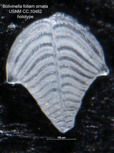 Bolivinella folia var. ornata Cushman, 1929