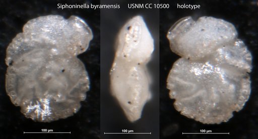 Siphoninella byramensis Cushman, 1929