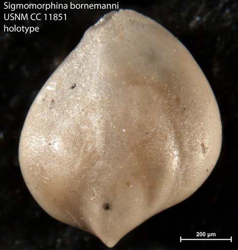 Sigmomorphina bornemanni Cushman & Ozawa, 1930