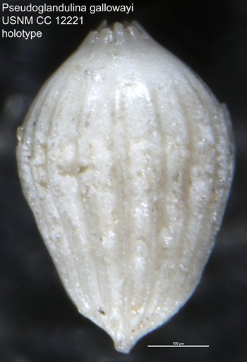 Pseudoglandulina gallowayi Cushman, 1929