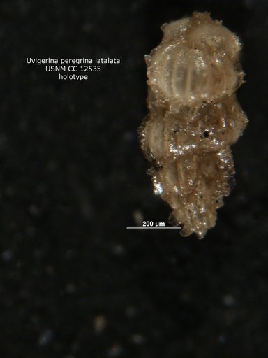 Uvigerina peregrina var. latalata Stewart & Stewart, 1930