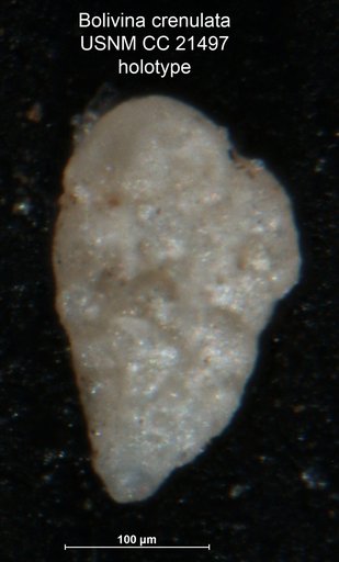 Bolivina crenulata Cushman, 1936
