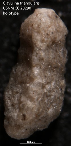 Clavulina triangularis Nuttall, 1932