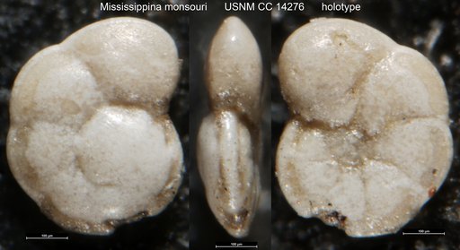 Mississippina monsouri Howe, 1930