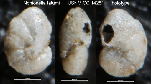 Nonionella tatumi Howe, 1930