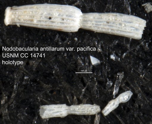 Nodobacularia antillarum var. pacifica Cushman, 1932