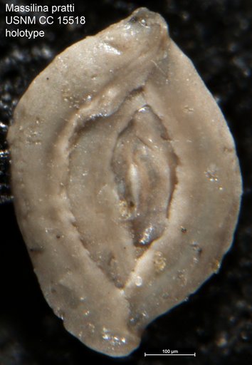 Massilina pratti Cushman & Ellisor, 1931