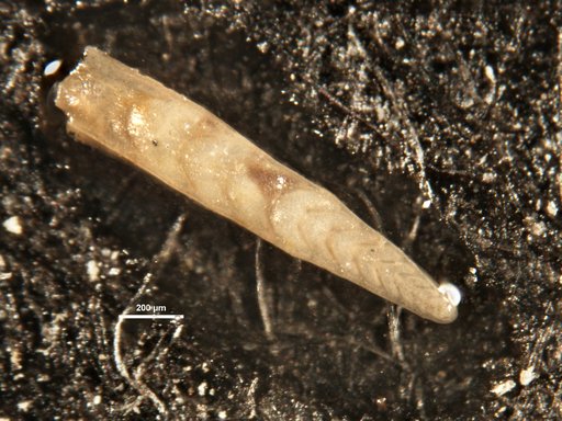 Plectofrondicularia mansfieldi Cushman & Ponton, 1931
