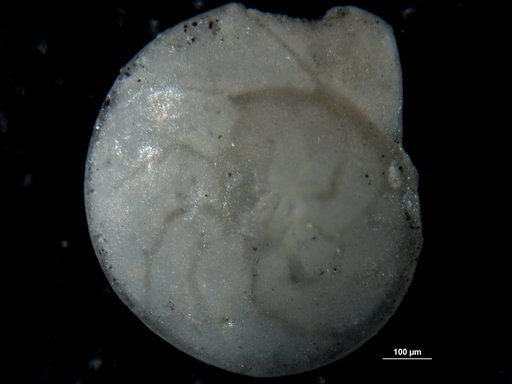 Amphistegina chipolensis Cushman & Ponton, 1932