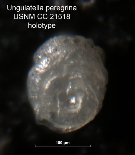 Ungulatella peregrina Cushman, 1934