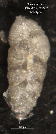 Bolivina parri Cushman, 1936