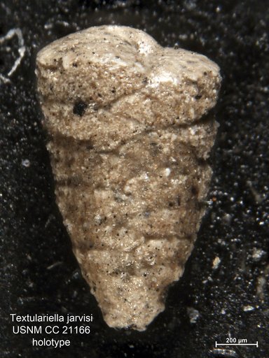 Textulariella jarvisi Cushman, 1936