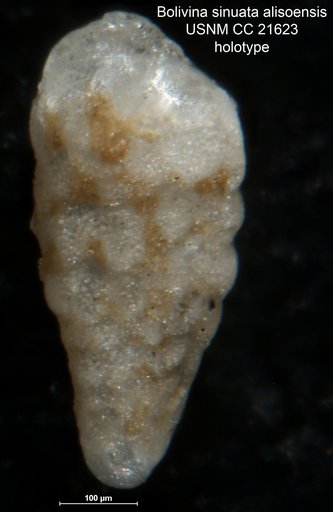 Bolivina sinuata var. alisoensis Cushman & Adams, 1935