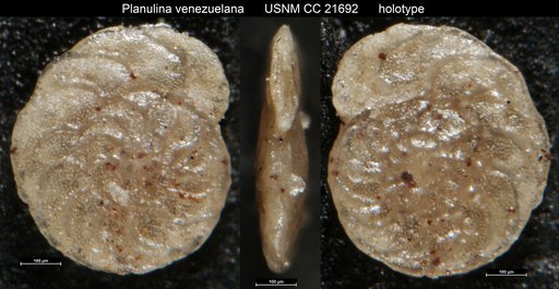 Planulina venezuelana Nuttall, 1935