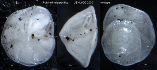 Pulvinulinella pacifica Cushman, 1927