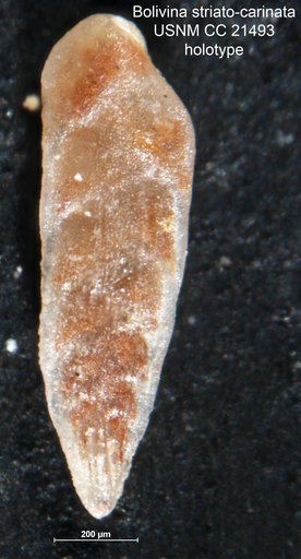 Bolivina striato-carinata Cushman, 1936