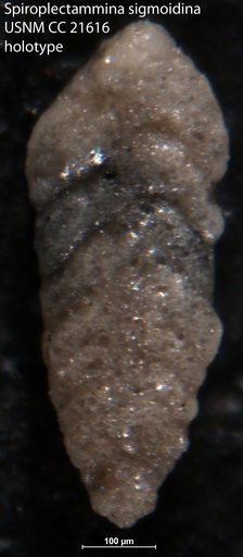 Spiroplectammina sigmoidina Lalicker, 1935
