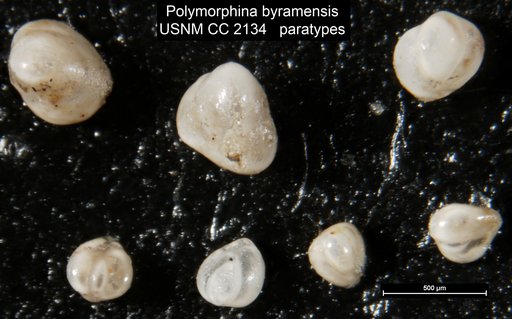 Polymorphina byramensis Cushman, 1922