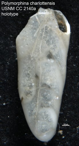 Polymorphina charlottensis Cushman, 1925
