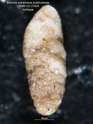Bolivina subadvena var. sulphurensis Cushman & Adams, 1935