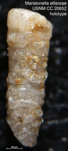 Marssonella ellisorae Cushman, 1936
