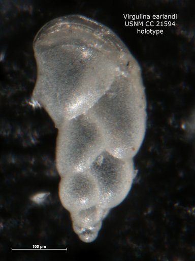 Virgulina earlandi Cushman, 1936