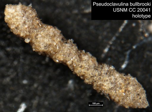 Pseudoclavulina bullbrooki Cushman, 1936