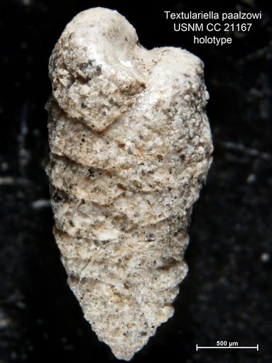 Textulariella paalzowi Cushman, 1936