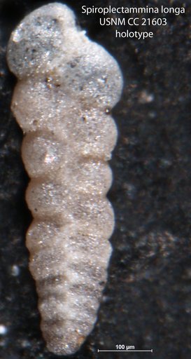 Spiroplectammina longa Lalicker, 1935
