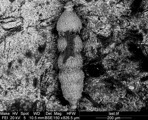 Nodogenerina spinata Cushman, 1934