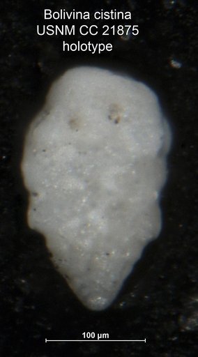 Bolivina cistina Cushman, 1936