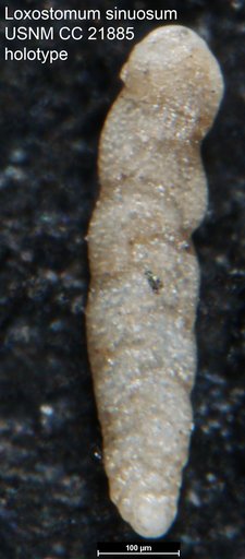 Loxostomum sinuosum Cushman, 1936