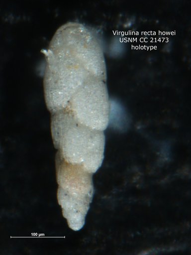 Virgulina recta var. howei Cushman, 1936