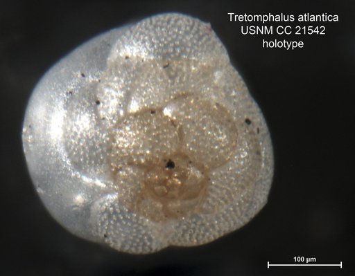 Tretomphalus atlanticus Cushman, 1934
