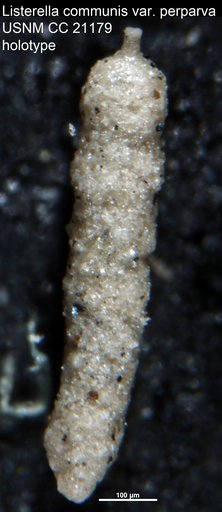 Listerella communis var. perparva Cushman, 1936