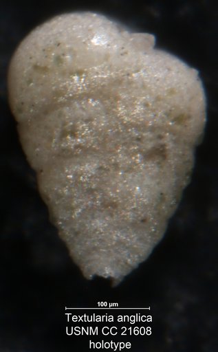 Textularia anglica Lalicker, 1935