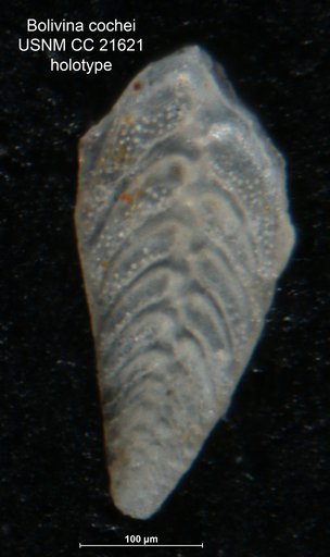 Bolivina cochei Cushman & Adams, 1935