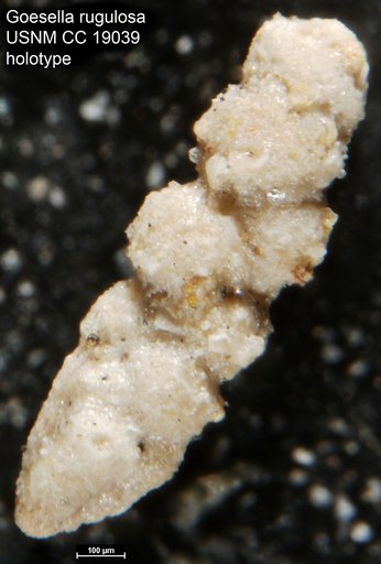 Goesella rugulosa Cushman, 1933