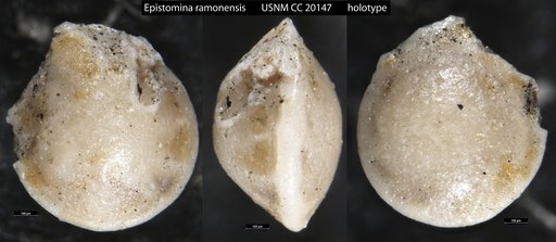 Epistomina ramonensis Cushman & Kleinpell, 1934
