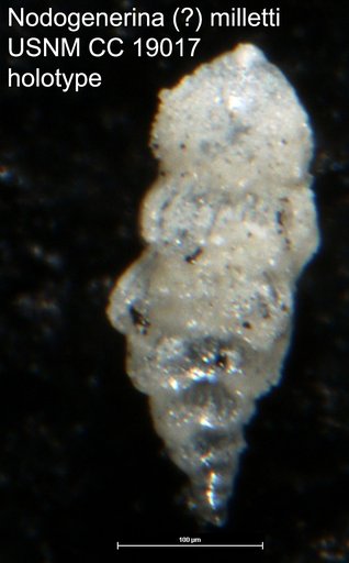 Nodogenerina ? milletti Cushman, 1933