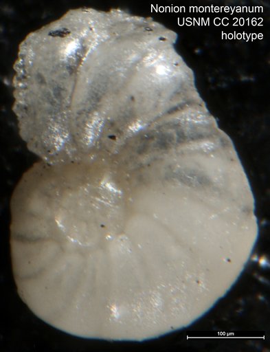 Nonion montereyanum Cushman & Galliher, 1934