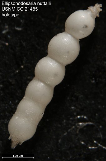 Ellipsonodosaria nuttalli Cushman & Jarvis, 1934