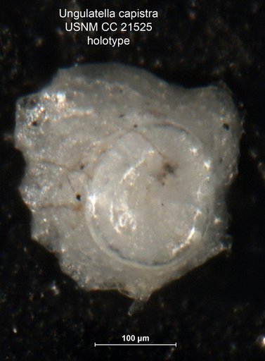 Ungulatella capistra Cushman, 1934